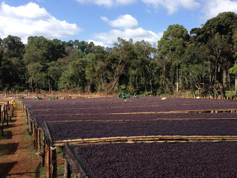 Organic Coffee Bean Farm - Ethiopian Coffee