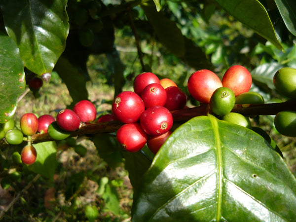 Green Coffee Beans roasted locally by Black Powder Coffee in Mooresville, NC